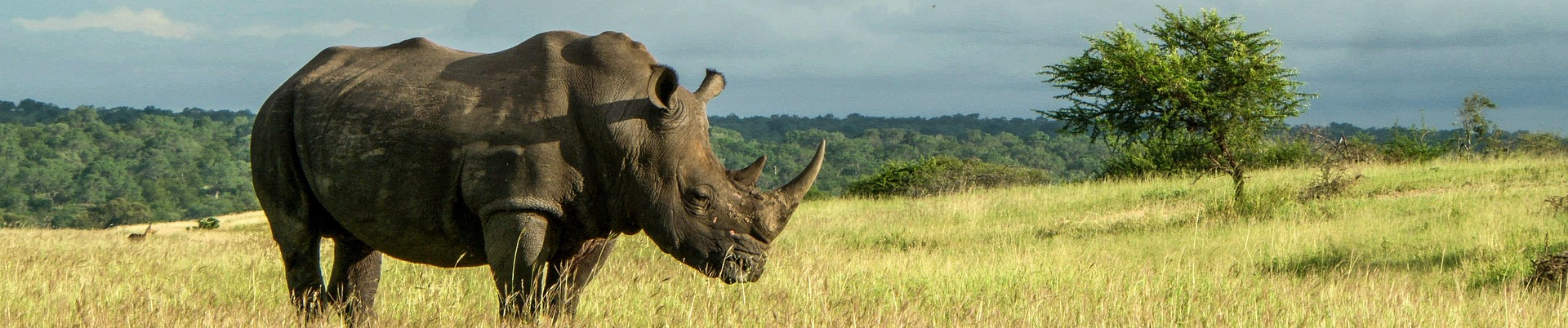 Rhino Options Strategy - Banner